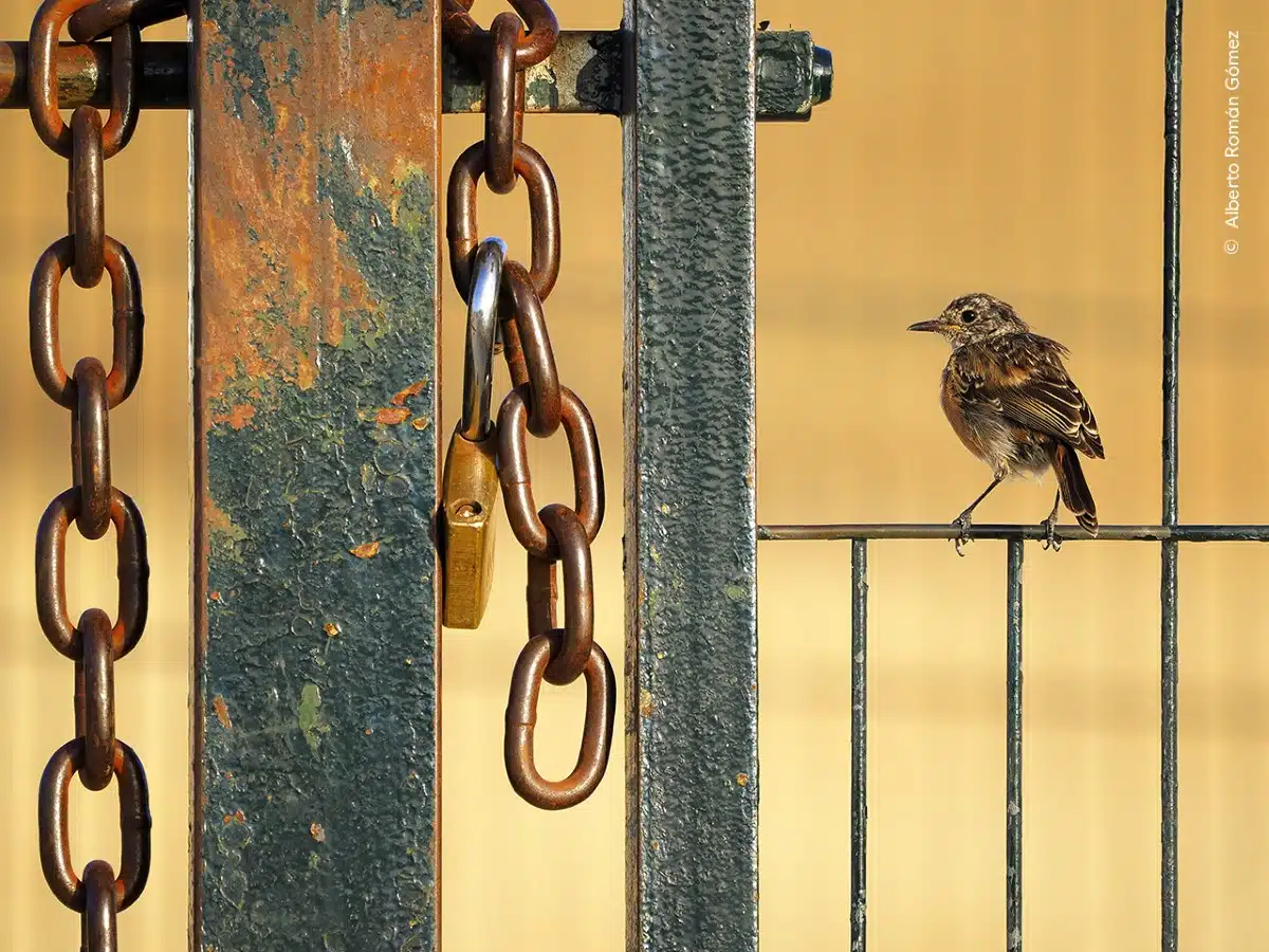 Stonechat bird sitting on metal fence with a large chain