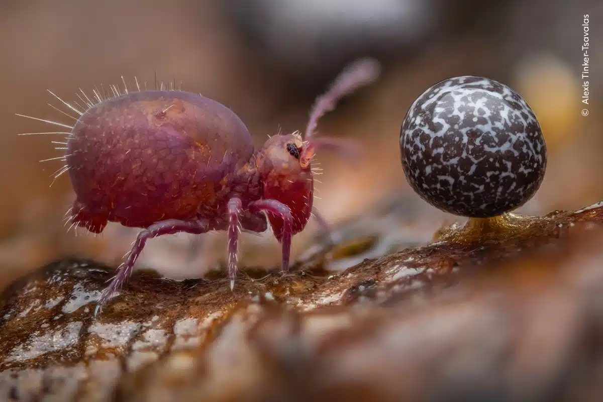 Fruiting bodies of slime mold and a tiny springtail on a log