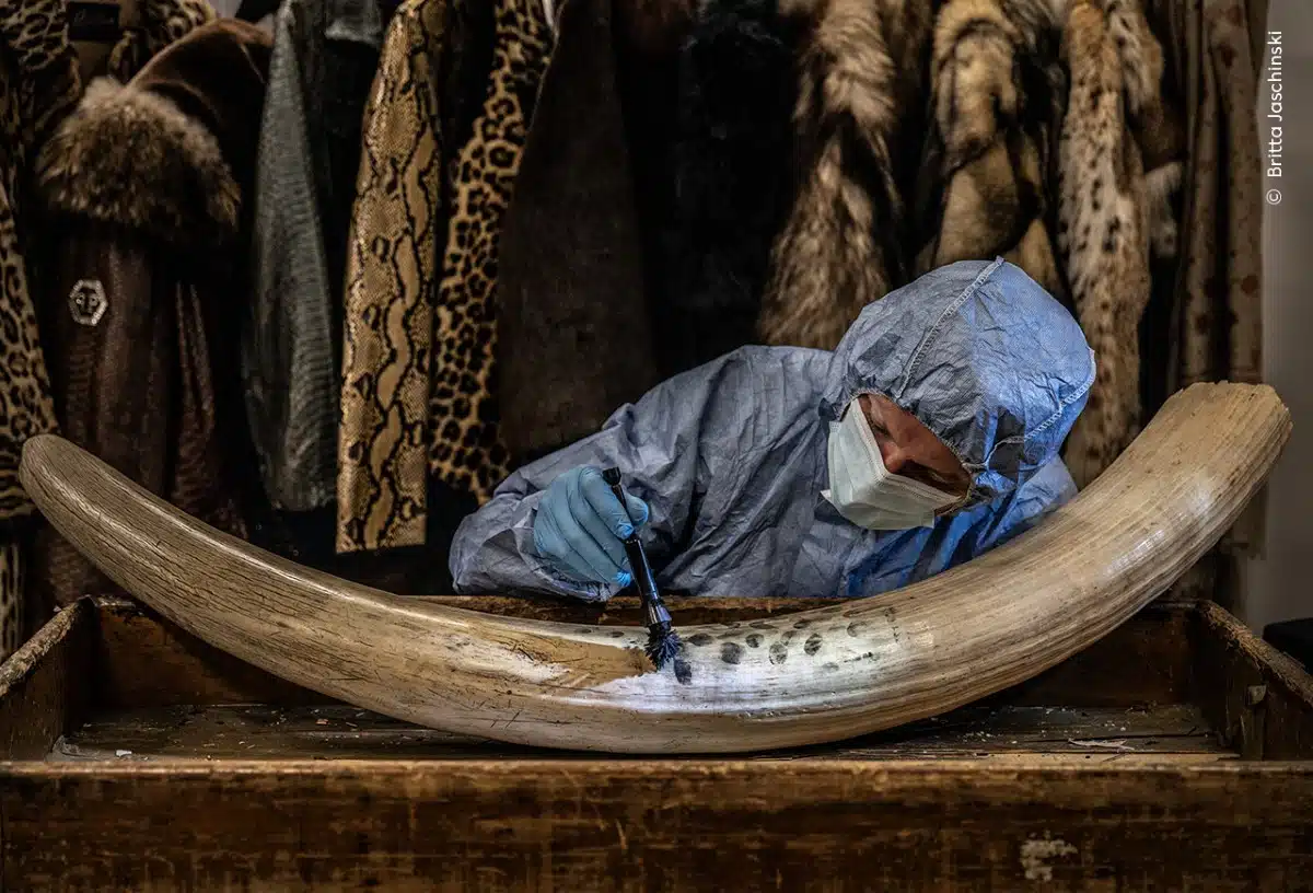 Crime scene investigator from London’s Metropolitan Police dusts for prints on a confiscated tusk.