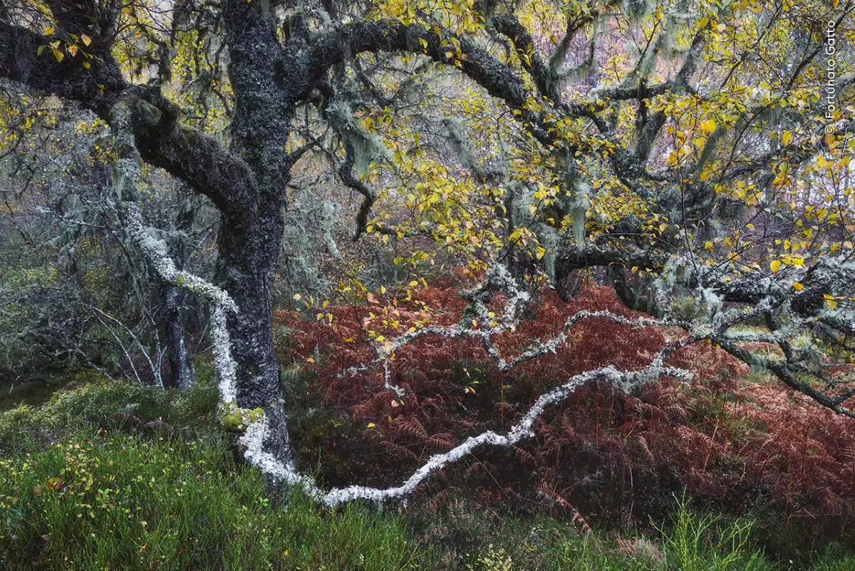 Gnarled old birch tree adorned with pale ‘old man’s beard’ lichens