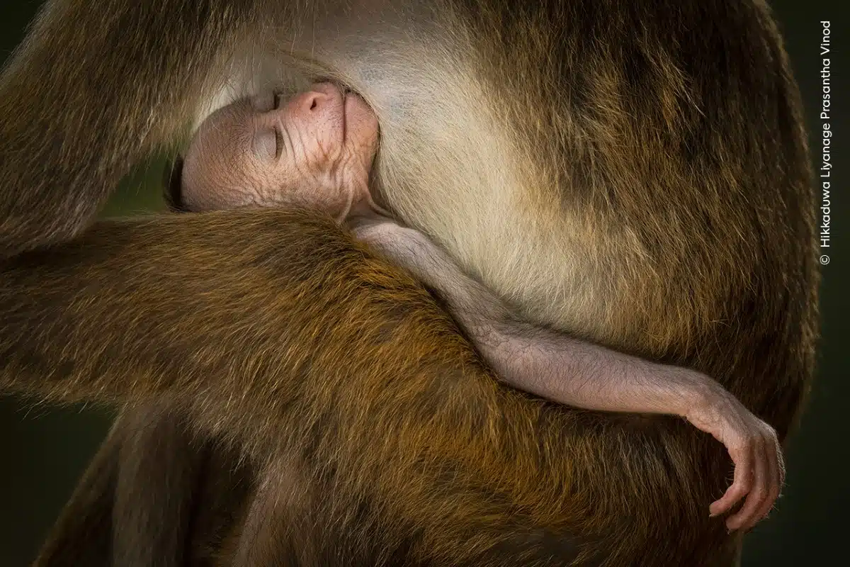 Young toque macaque sleeping in its mother's arms