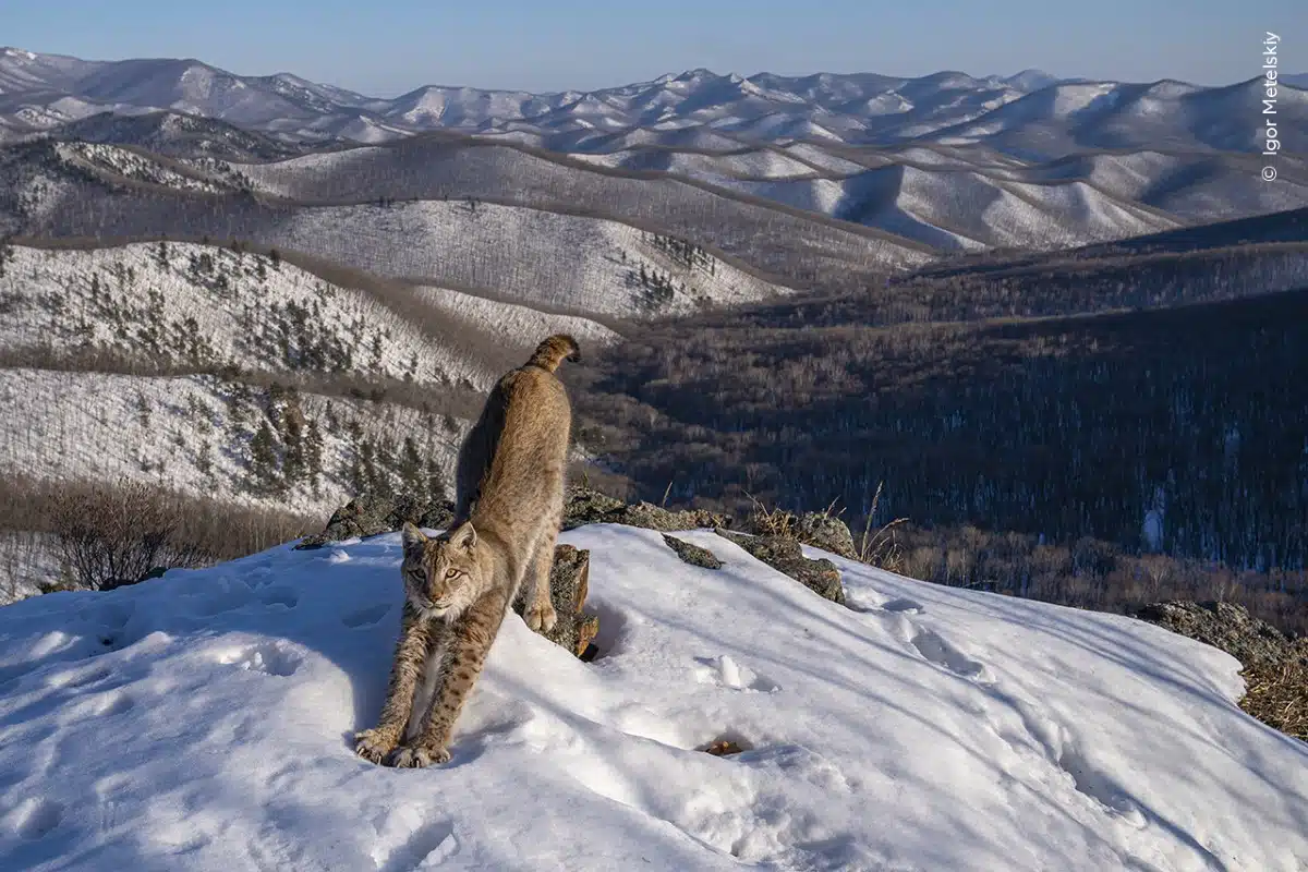 Lynx stretching in the sunshine atop a snowy mountain