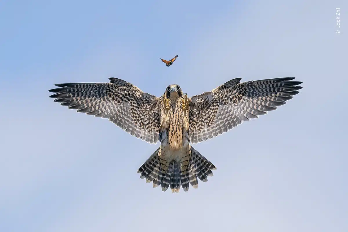 Young falcon practicing its hunting skills on a butterfly, above its sea-cliff nest