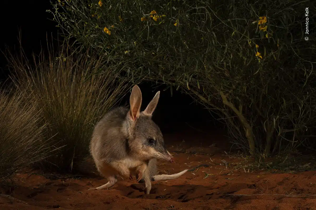 Ninu at night with wire grass and shrubs behind it