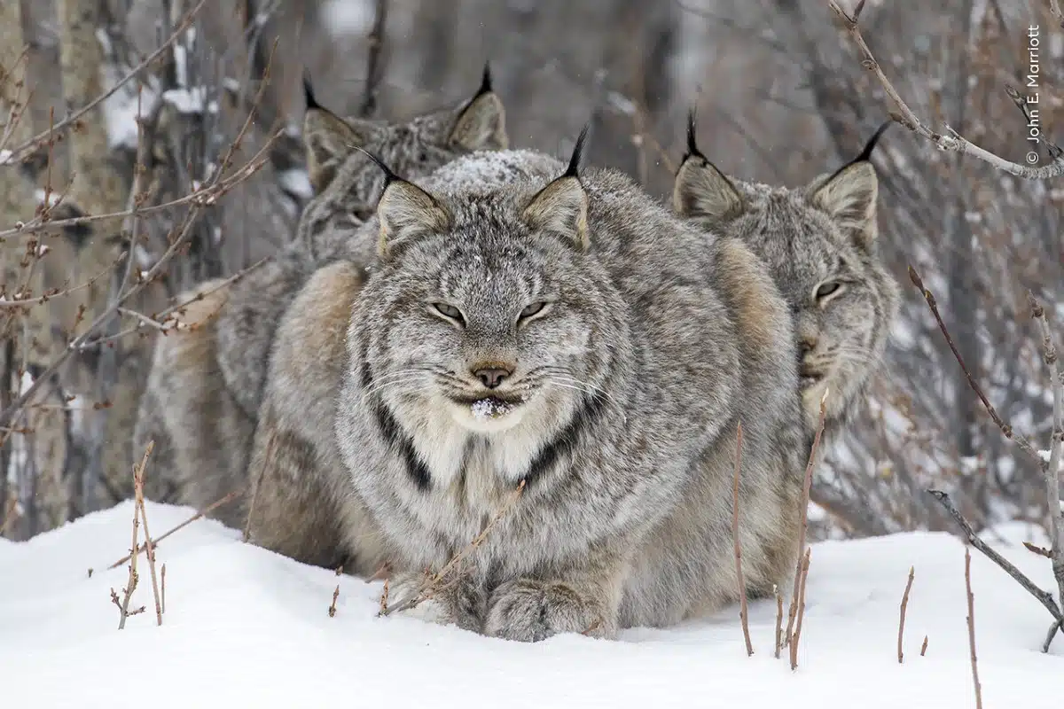 Portrait of a lynx resting