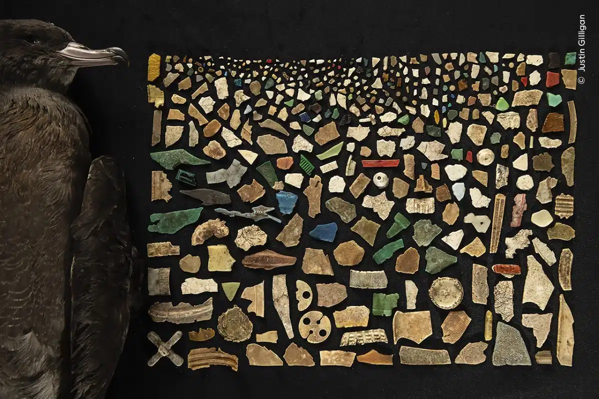 Mosaic from the 403 pieces of plastic found inside the digestive tract of a dead flesh-footed shearwater