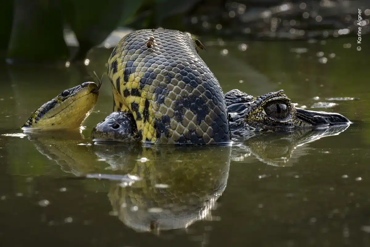 Yellow anaconda coiled around the snout of a yacare caiman