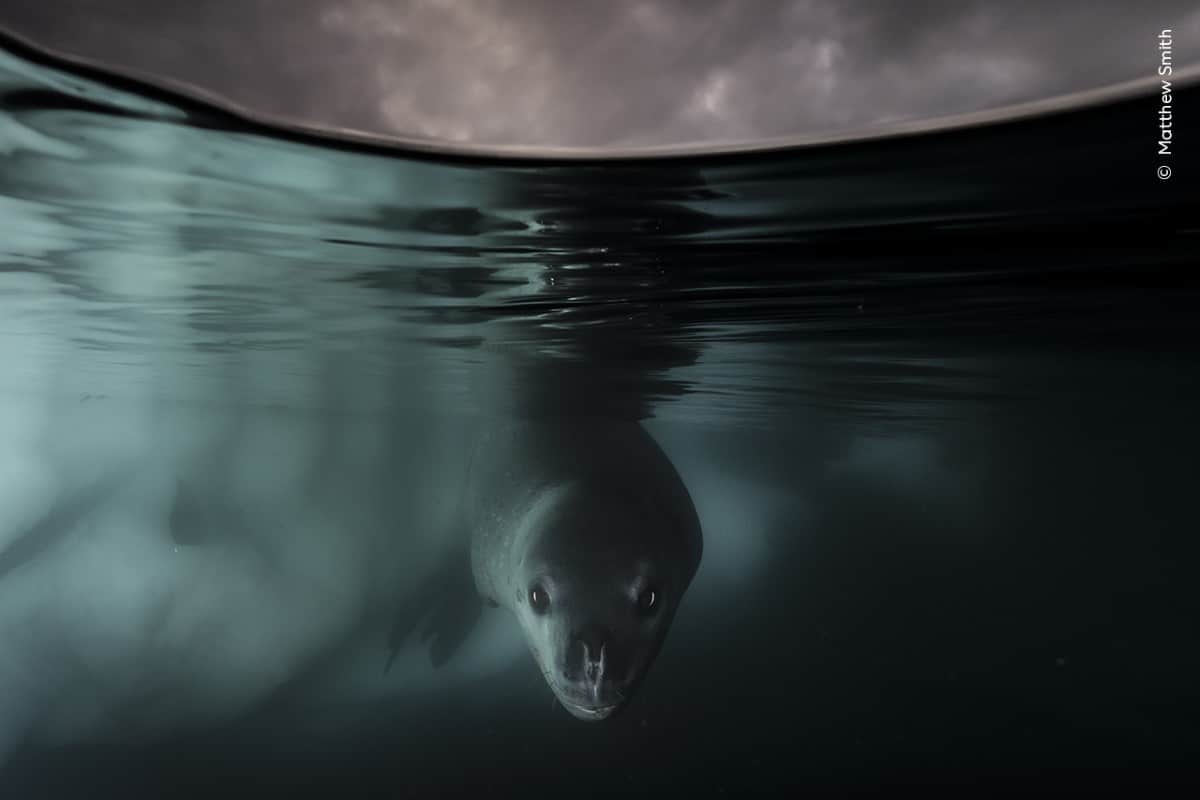 Leopard seal beneath the Antarctic ice