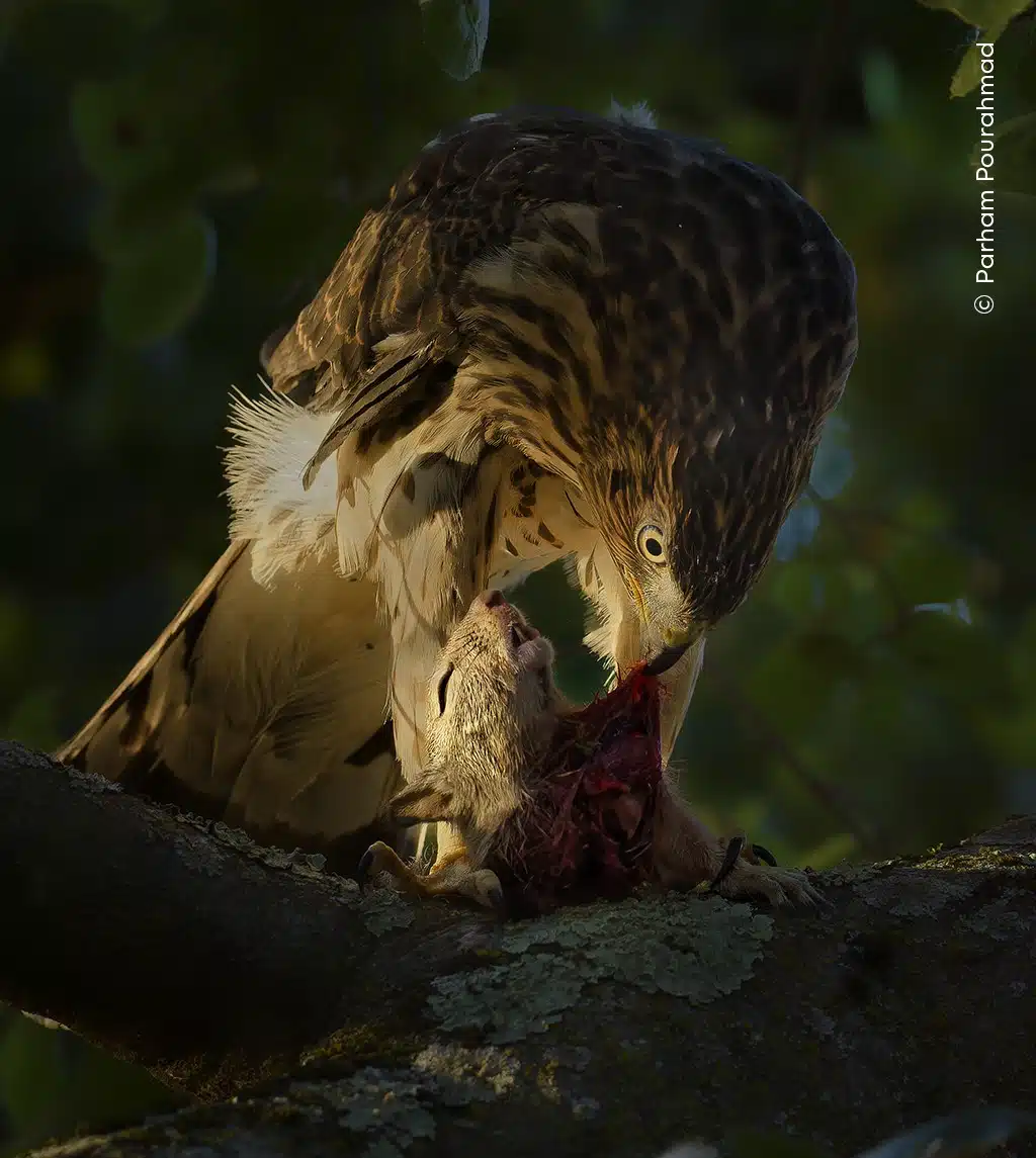 Young Cooper’s hawk eating a squirrel at sunset