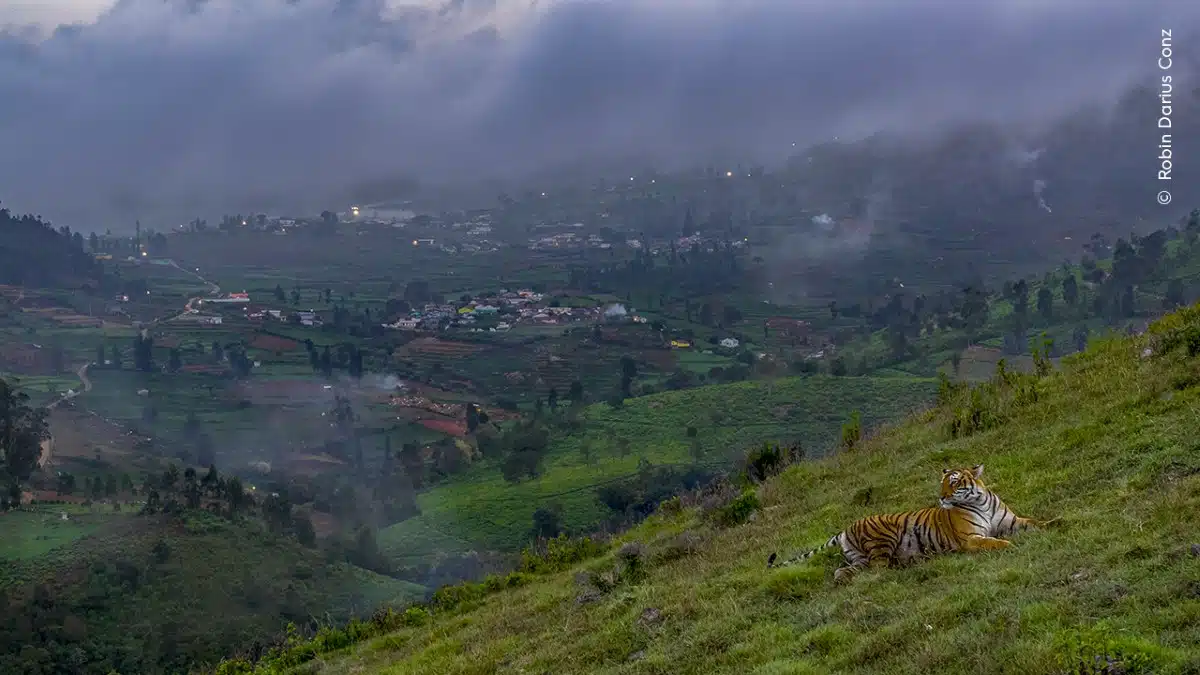 Tiger on a hillside against the backdrop of a town where forests one grew