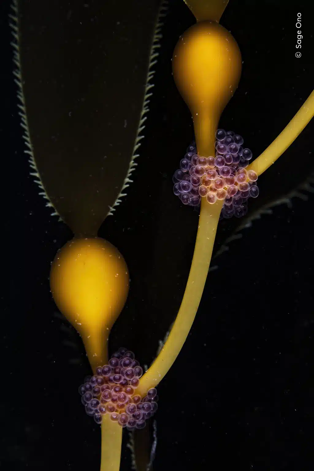 Tube-snout fish eggs next to golden kelp