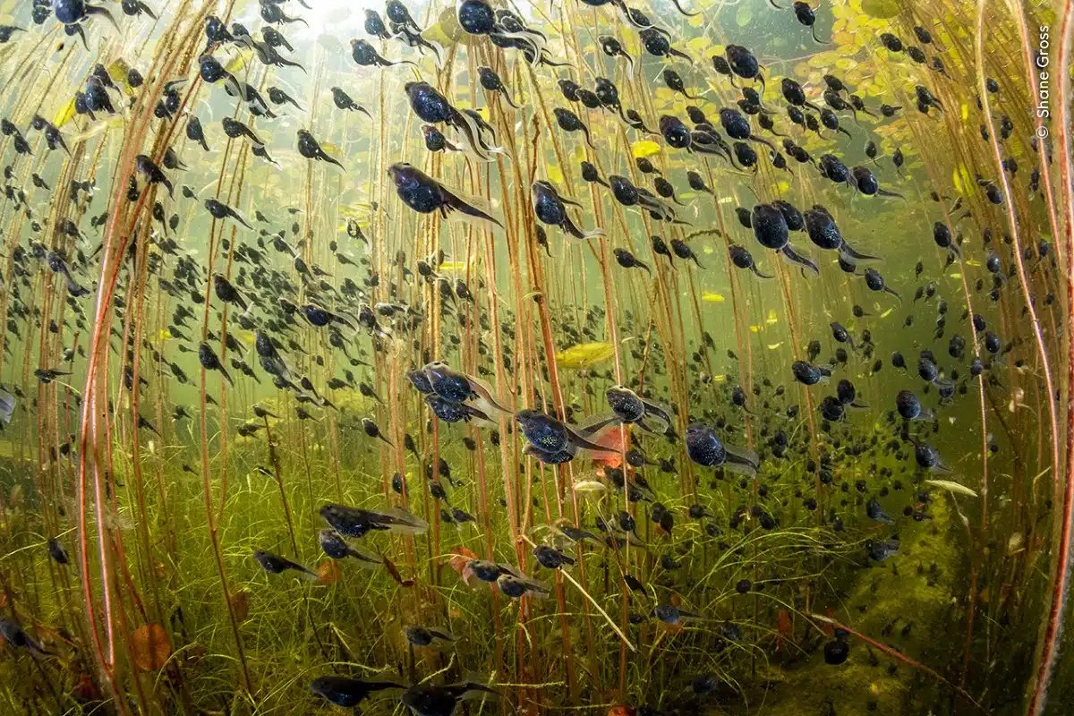 Western toad tadpoles swimming under lily pads