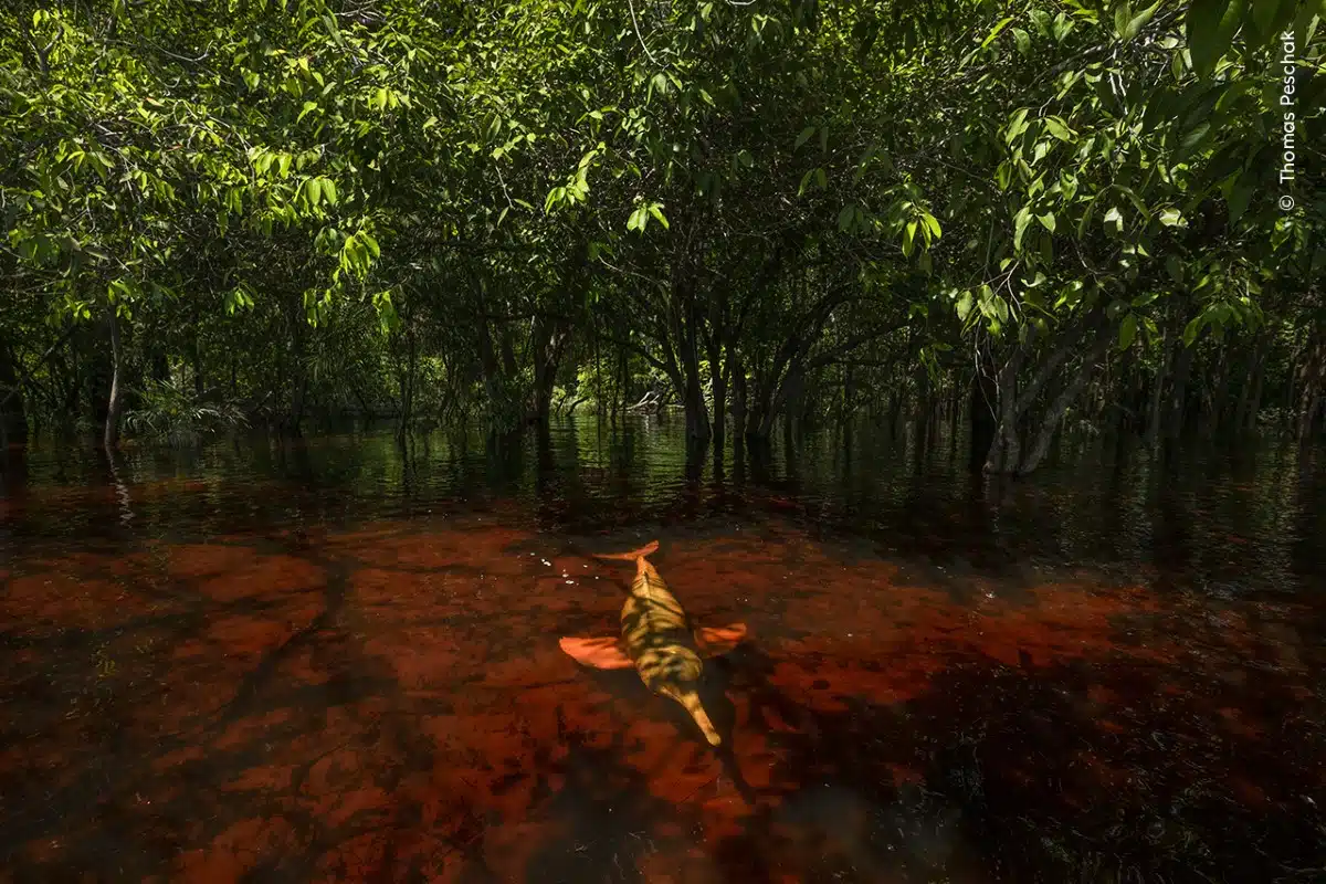 Endangered Amazon river dolphins, also known as botos or pink river dolphins