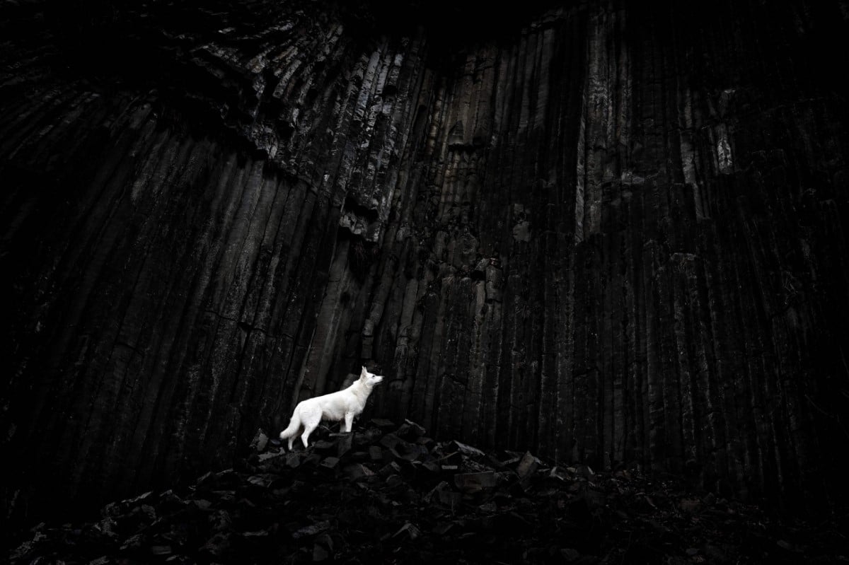 White Swiss shepherd standing next to basalt rocks