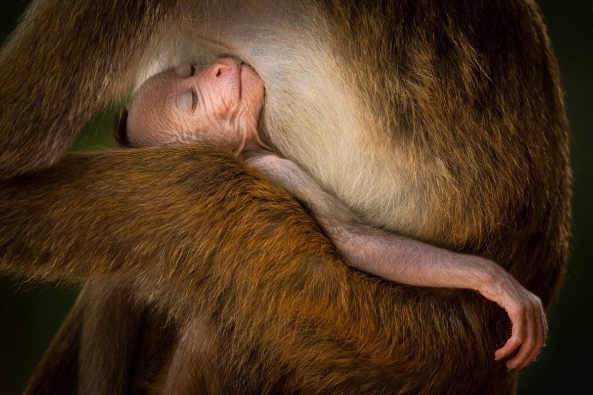 Toque macaque mother and newborn