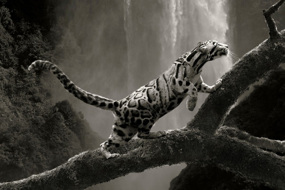 Black and white photo of a clouded leopard