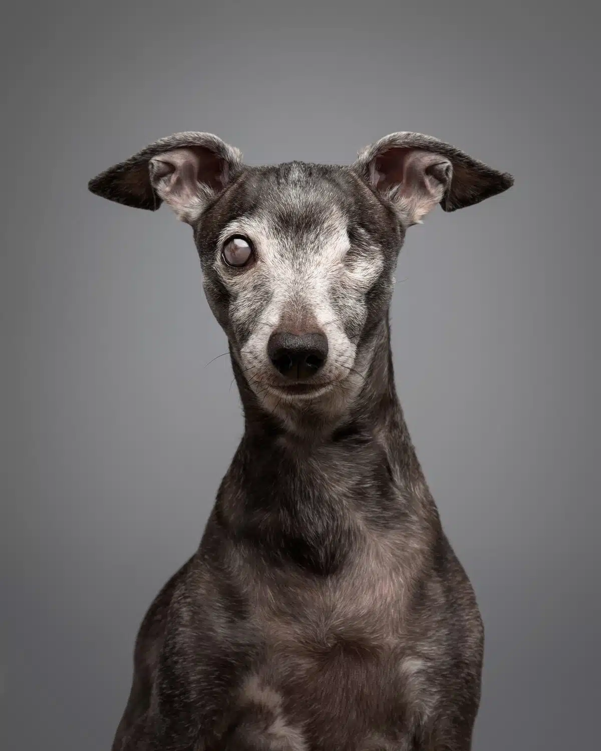 Portrait of elderly dog with one eye