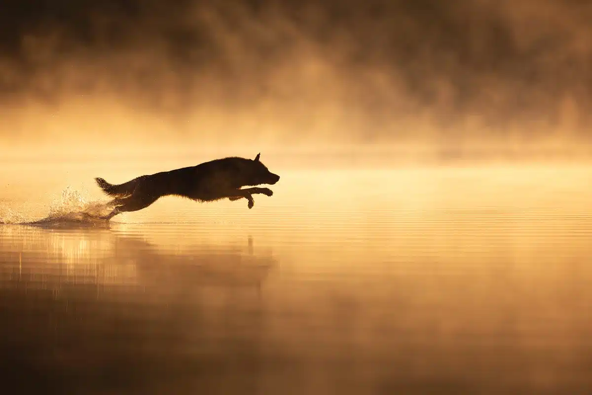 Silhouette of dog jumping into water