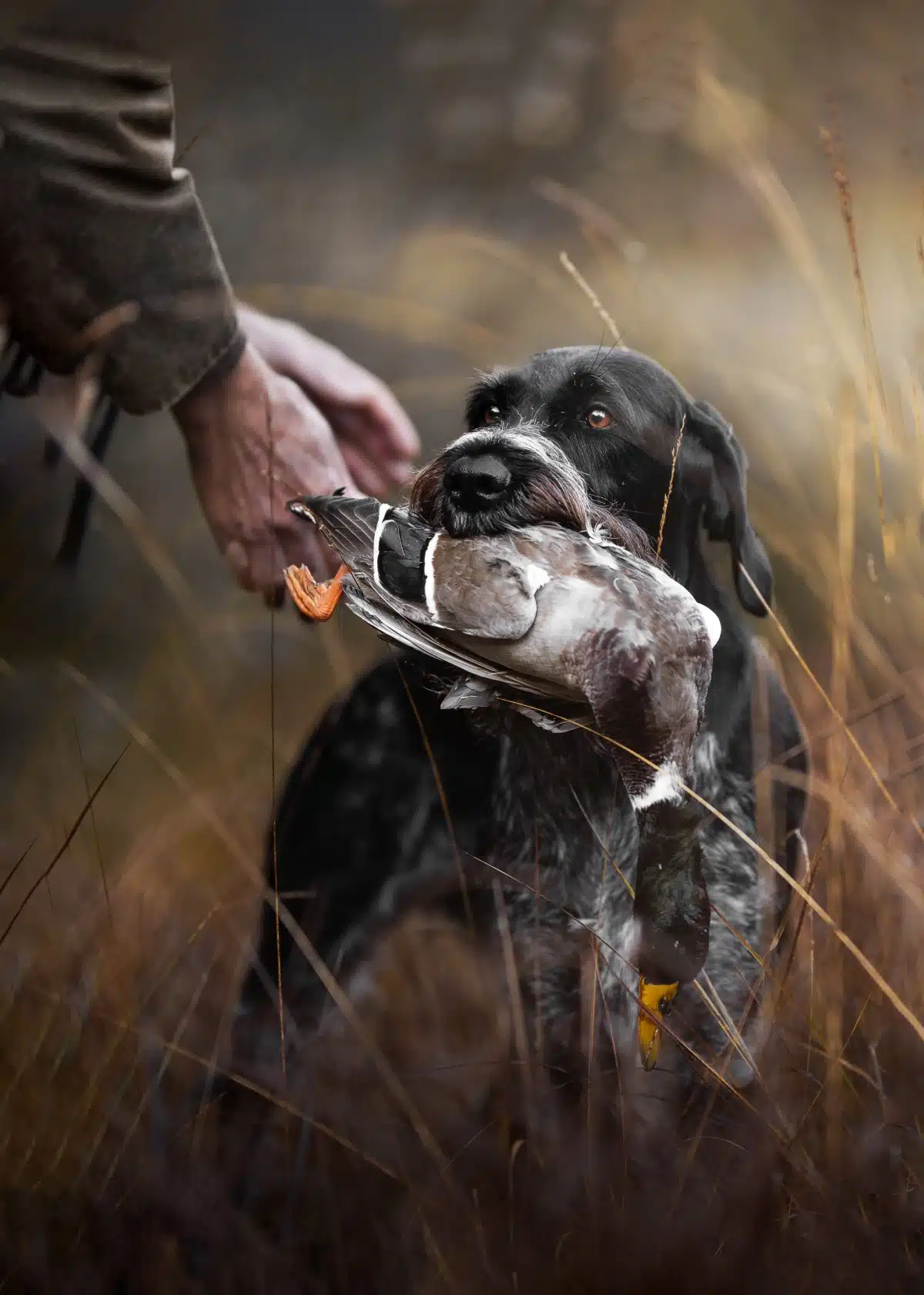 German Wirehaired Pointer during a hunting exercise 