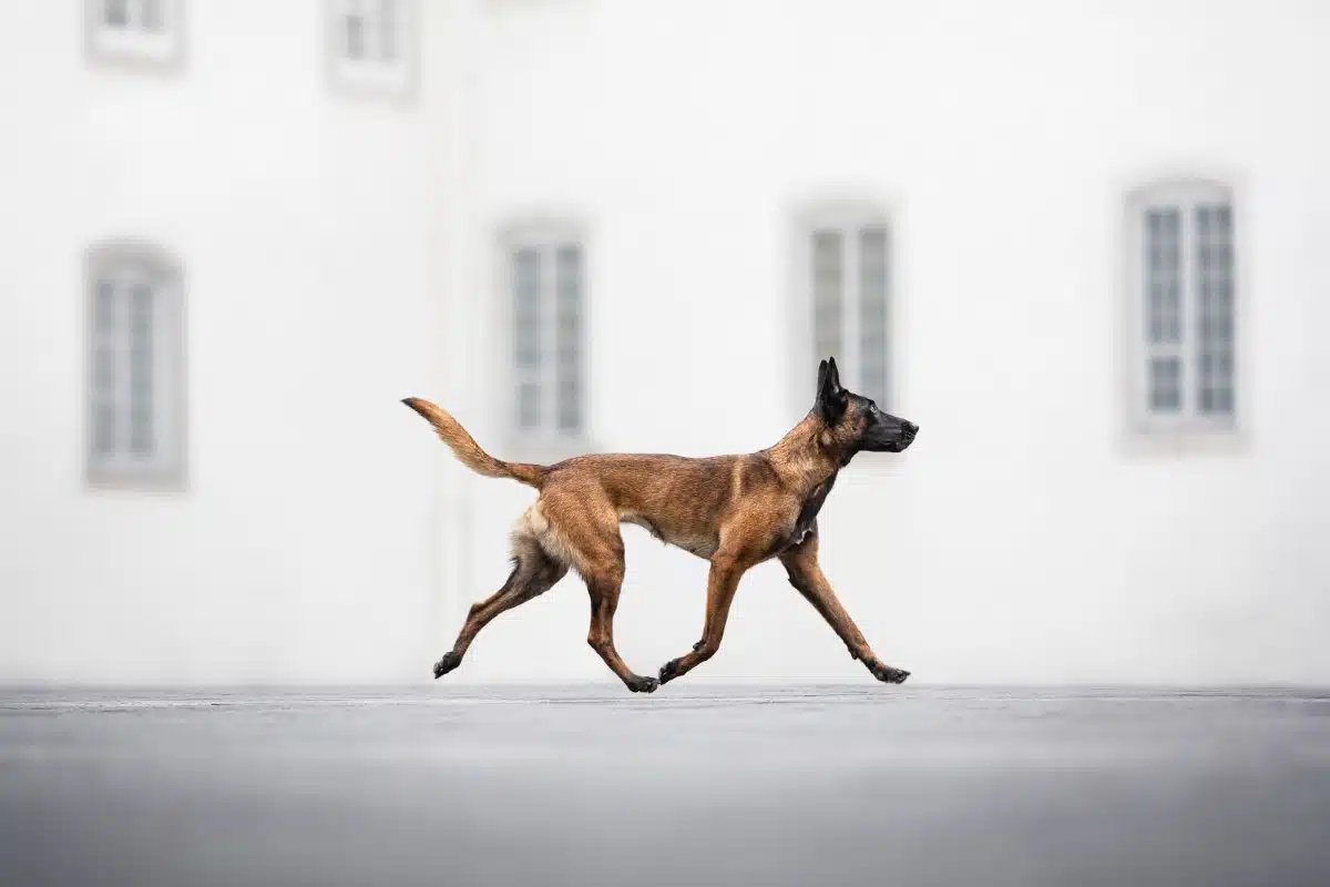 Belgian malinois trotting on the street