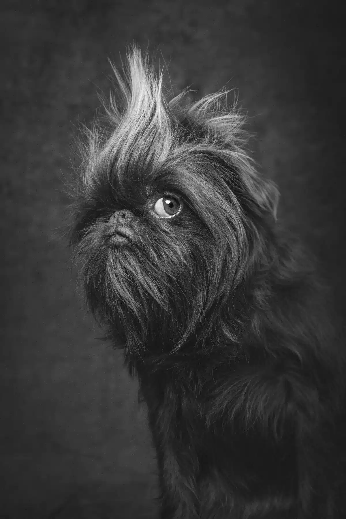 Cute dog portrait