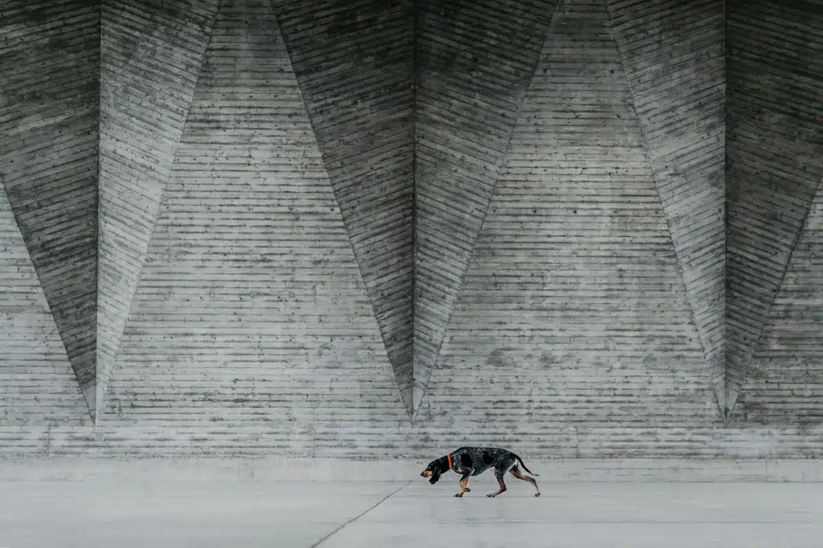 Lucerne Hound walking in front of the Maurerhalle in Basel