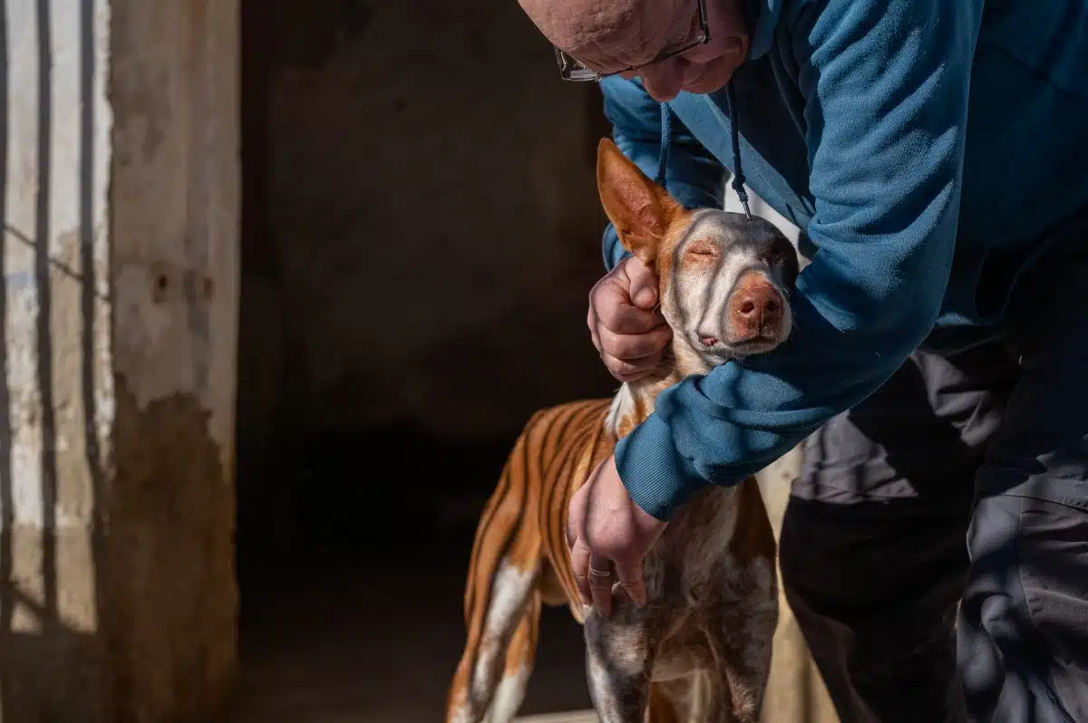 Man cuddling a podenco