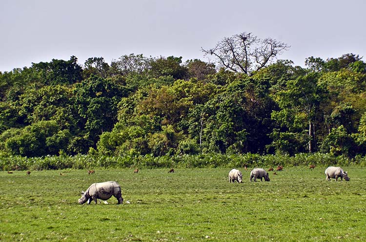 Indian Rhino Population in Assam Five Times 2016 Numbers