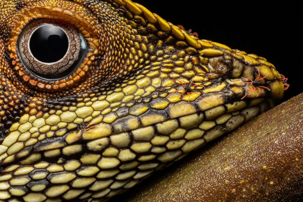 Macro portrait of a lizard