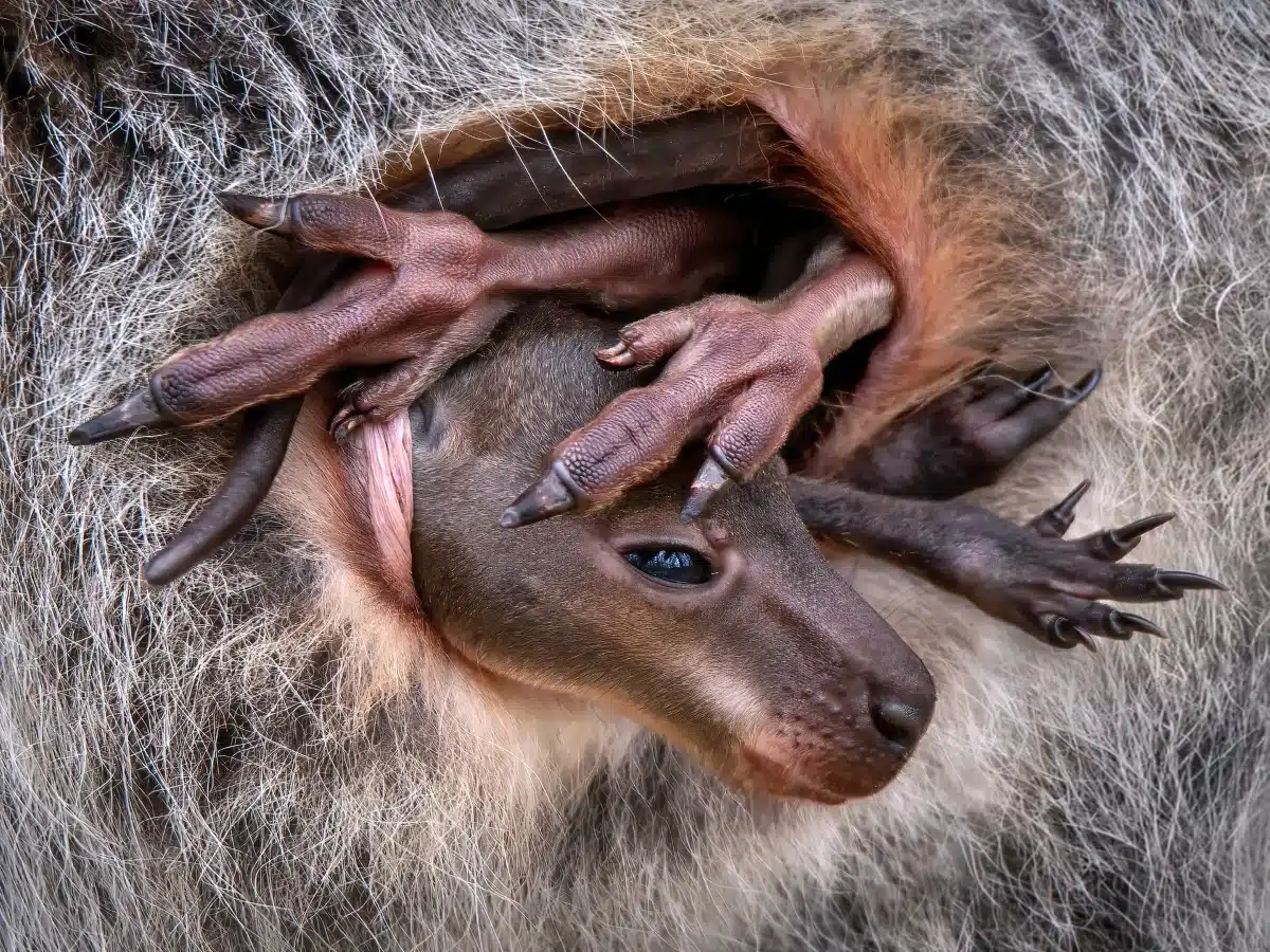 Baby wallaby peaking out of its mom's pouch