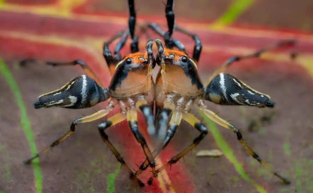 2024 Close-up Photographer of the Year Shortlist