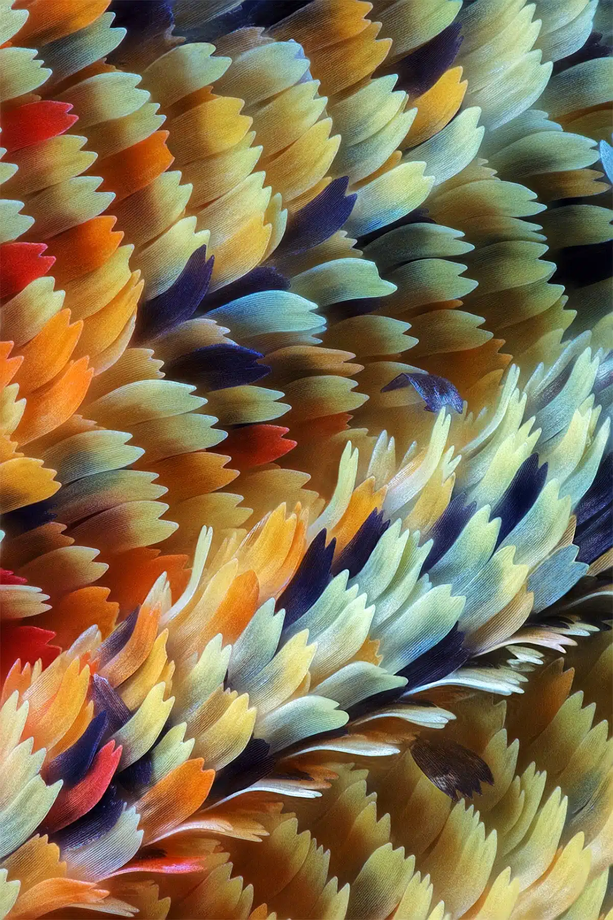 Macro photo of Delias butterfly scales