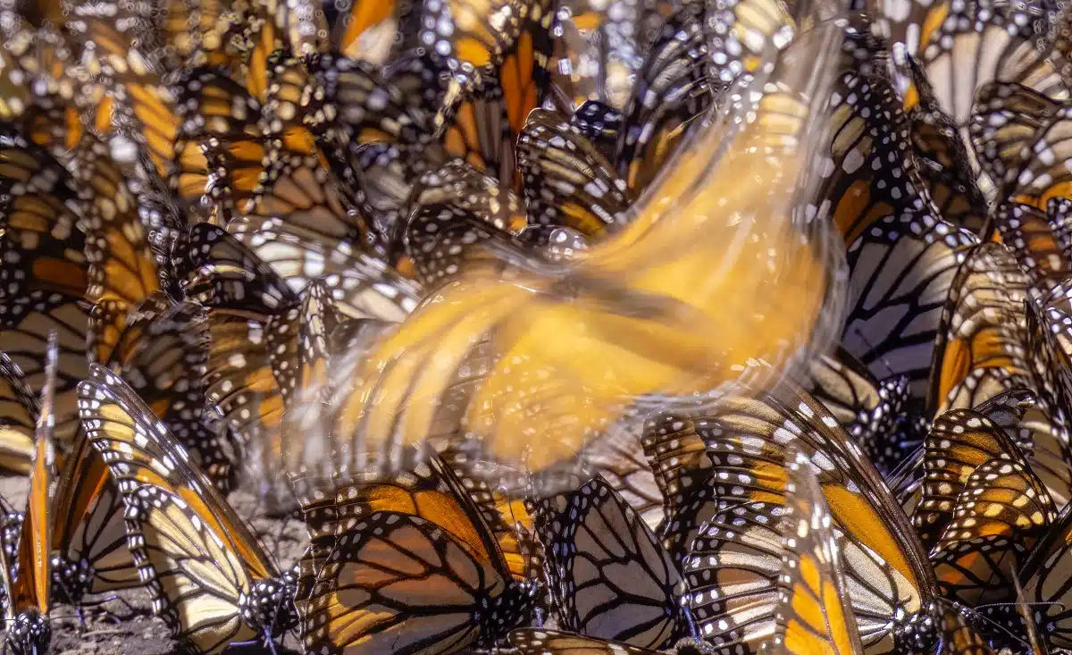 Close up photo monarch butterflies