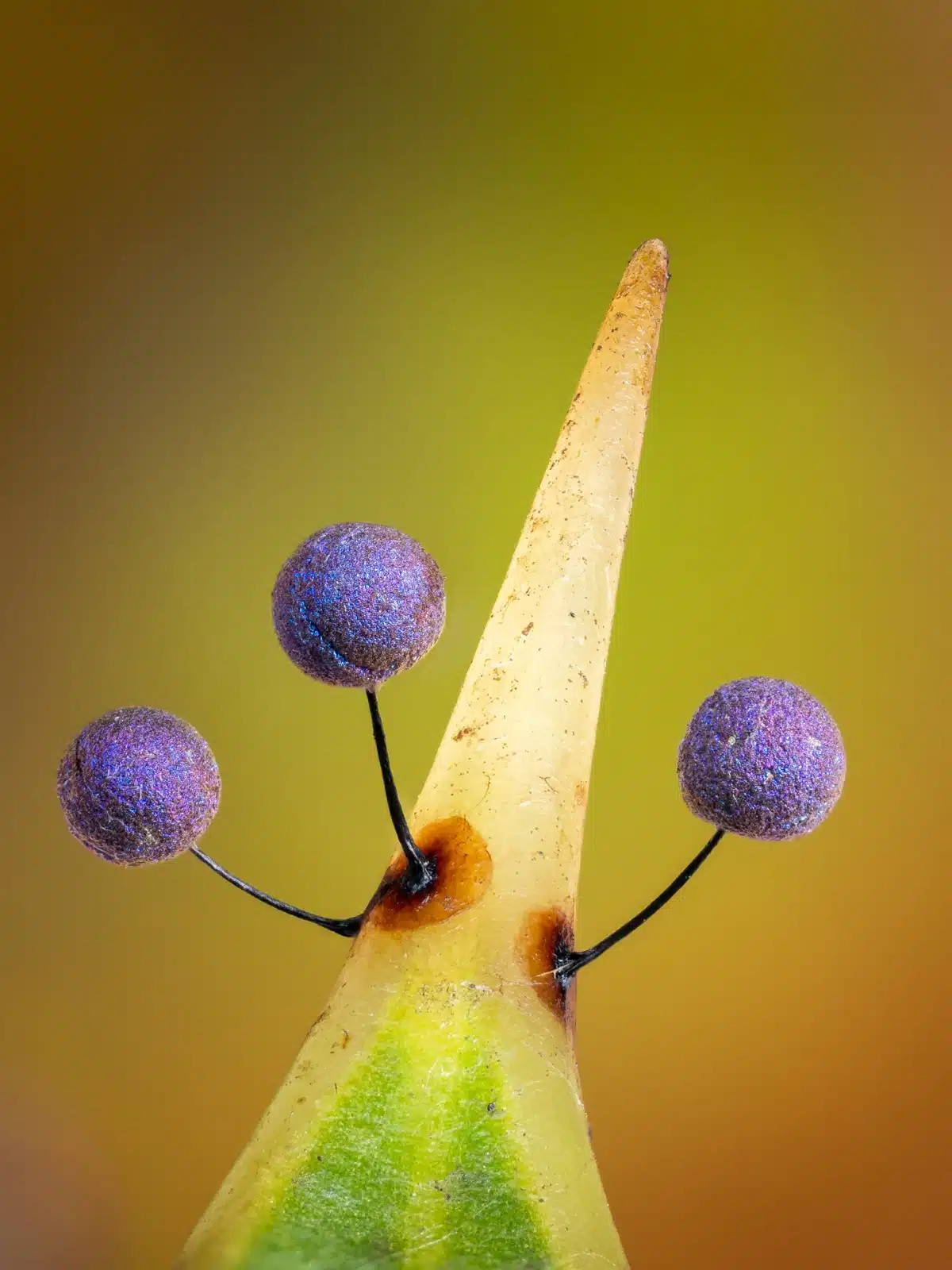 Close Up Photo of Lamproderma on a Holly Spike