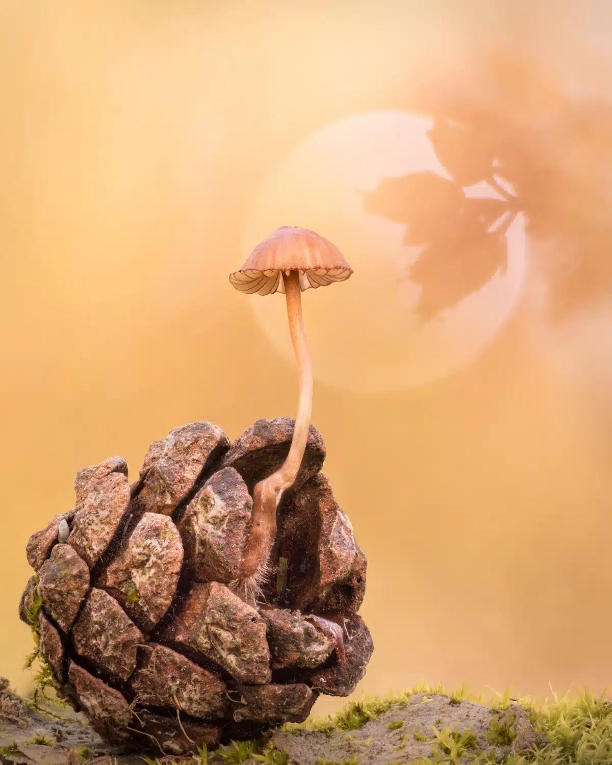 Birmingham Mycena growing out of a pine cone