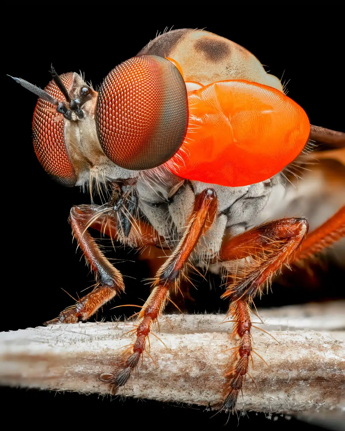 Macro photo of a gnat ogre