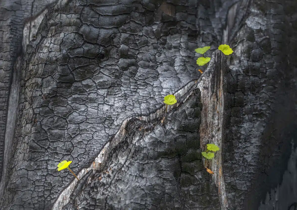 Young leaves growing on bark