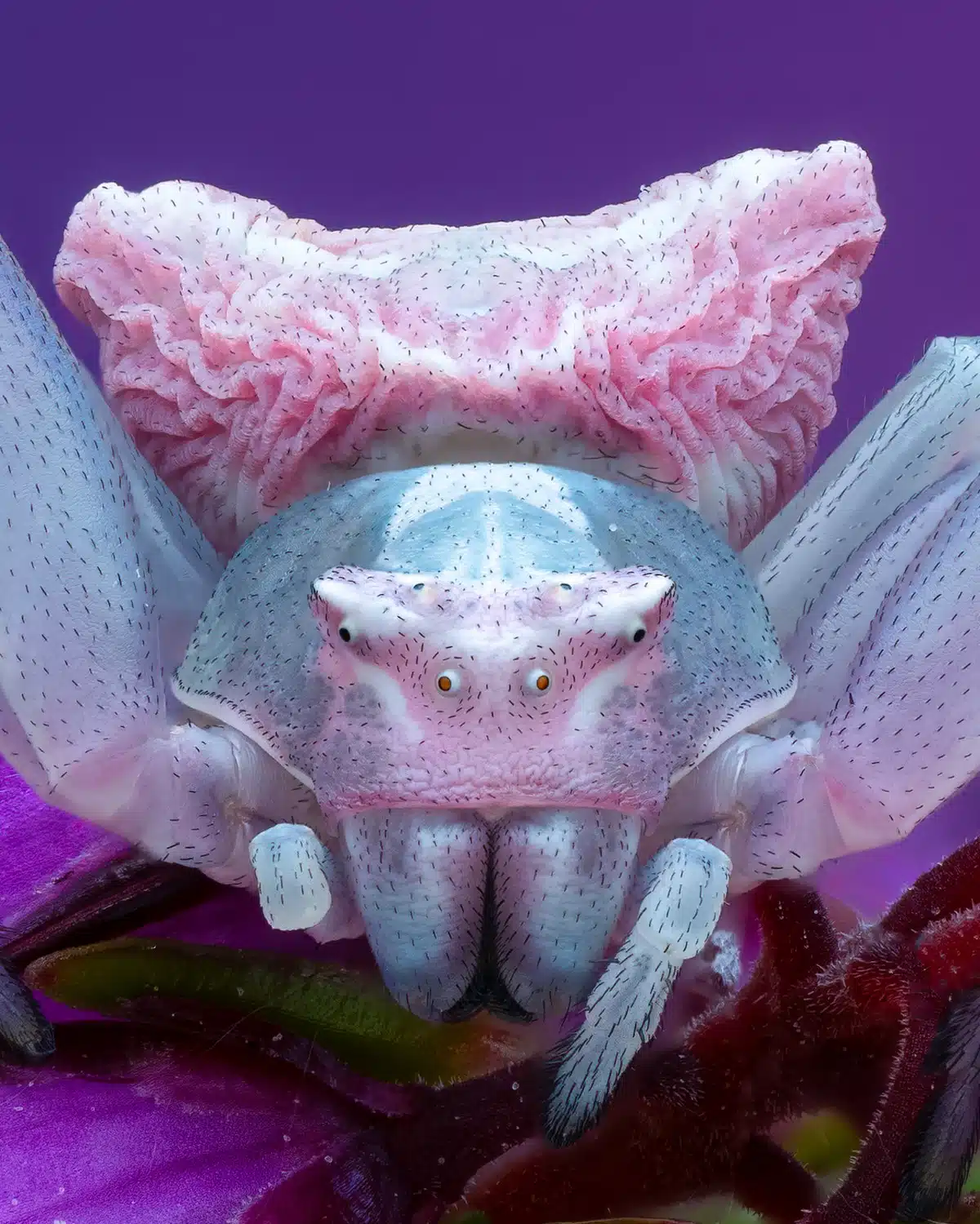 Macro portrait of an invertebrate