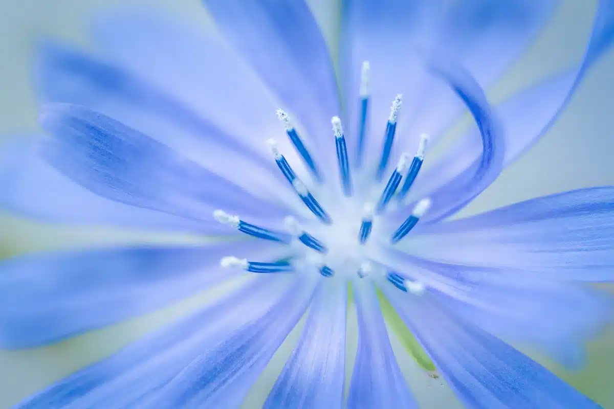 Close up photo of chicory flower