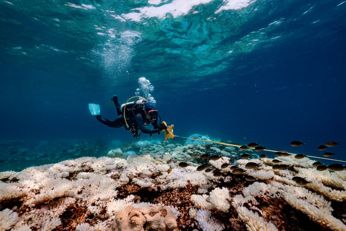 A researcher surveys a reef flat in the central Red Sea