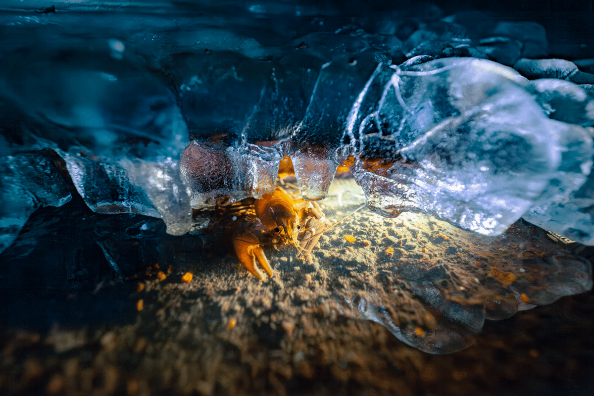 A Signal Crayfish photographed at an abandoned trout farm building on a freezing New Year's Eve. 