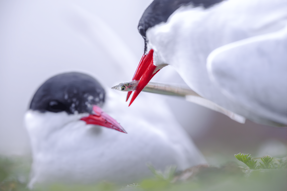 Portrait of Arctic Terns eating sand eels