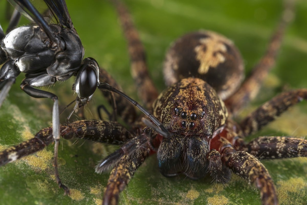 Combat between a pompilid wasp and the spider 