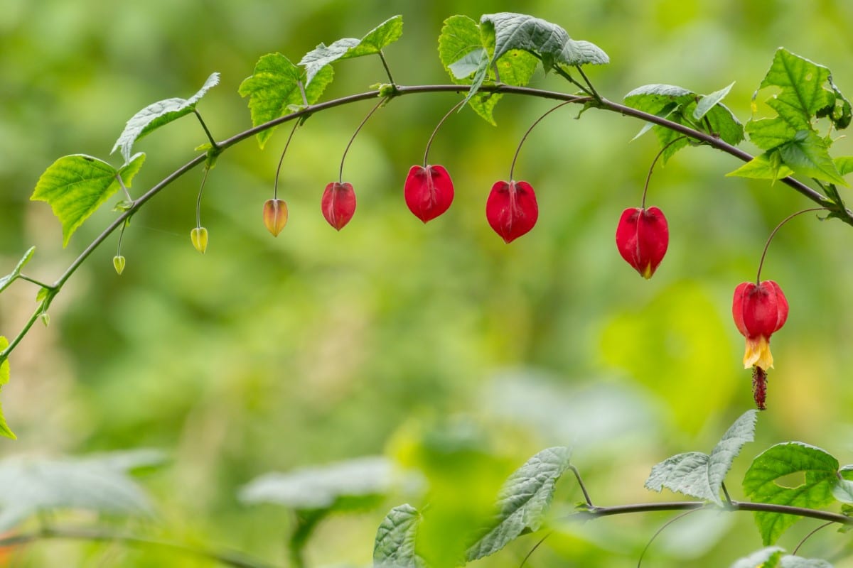 Flowering Abutilon megapotamicum