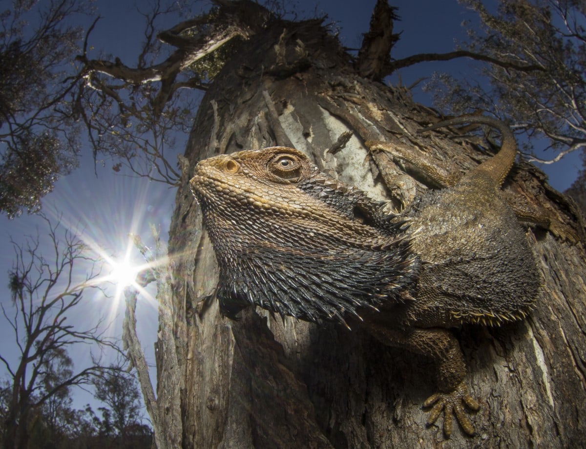 Bearded dragon basked in the sun on a tree