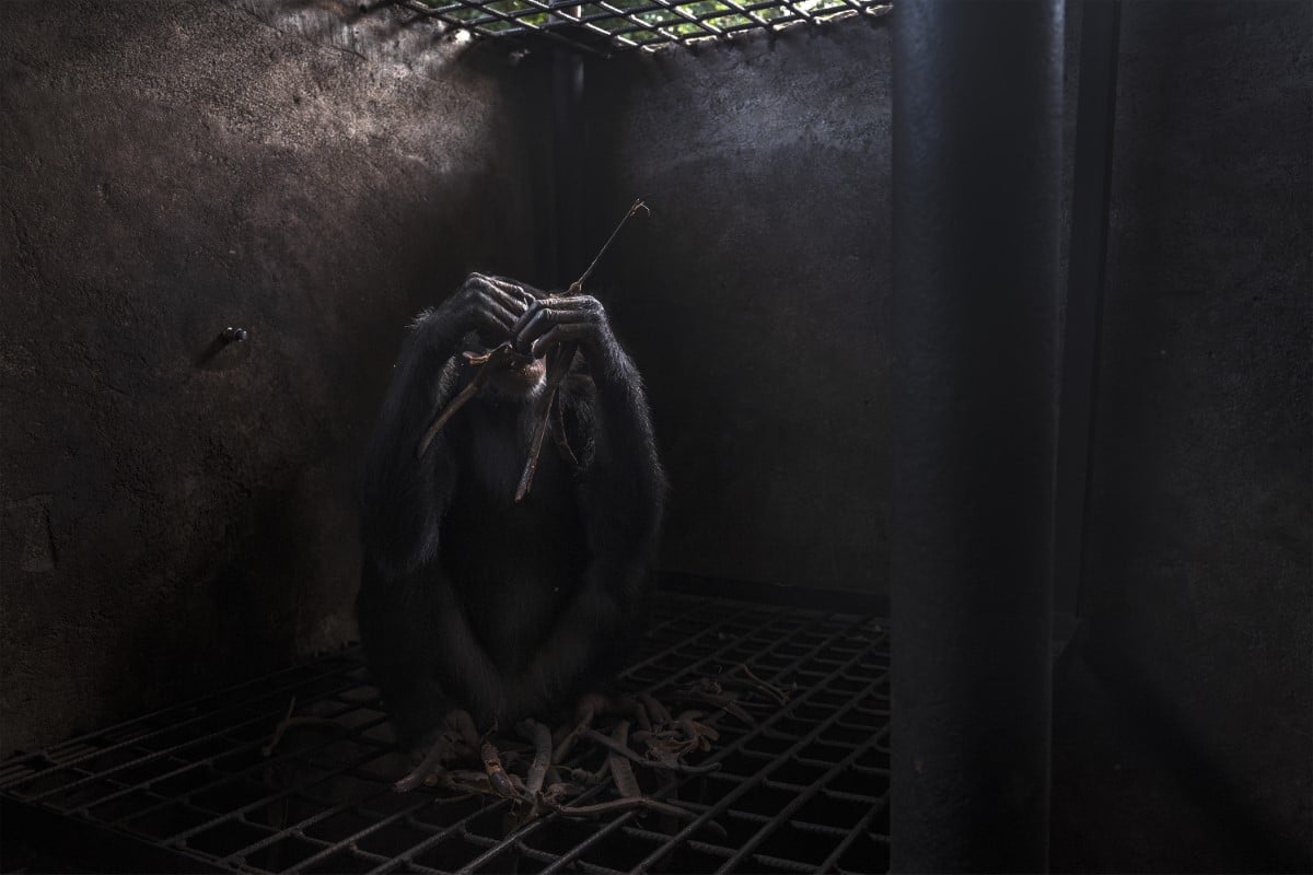 One of the “teenagers” of the critically endangered western chimpanzees (Pan troglodytes verus) that the Chimpanzee Conservation Center have rescued from poachers in the Republic of Guinea