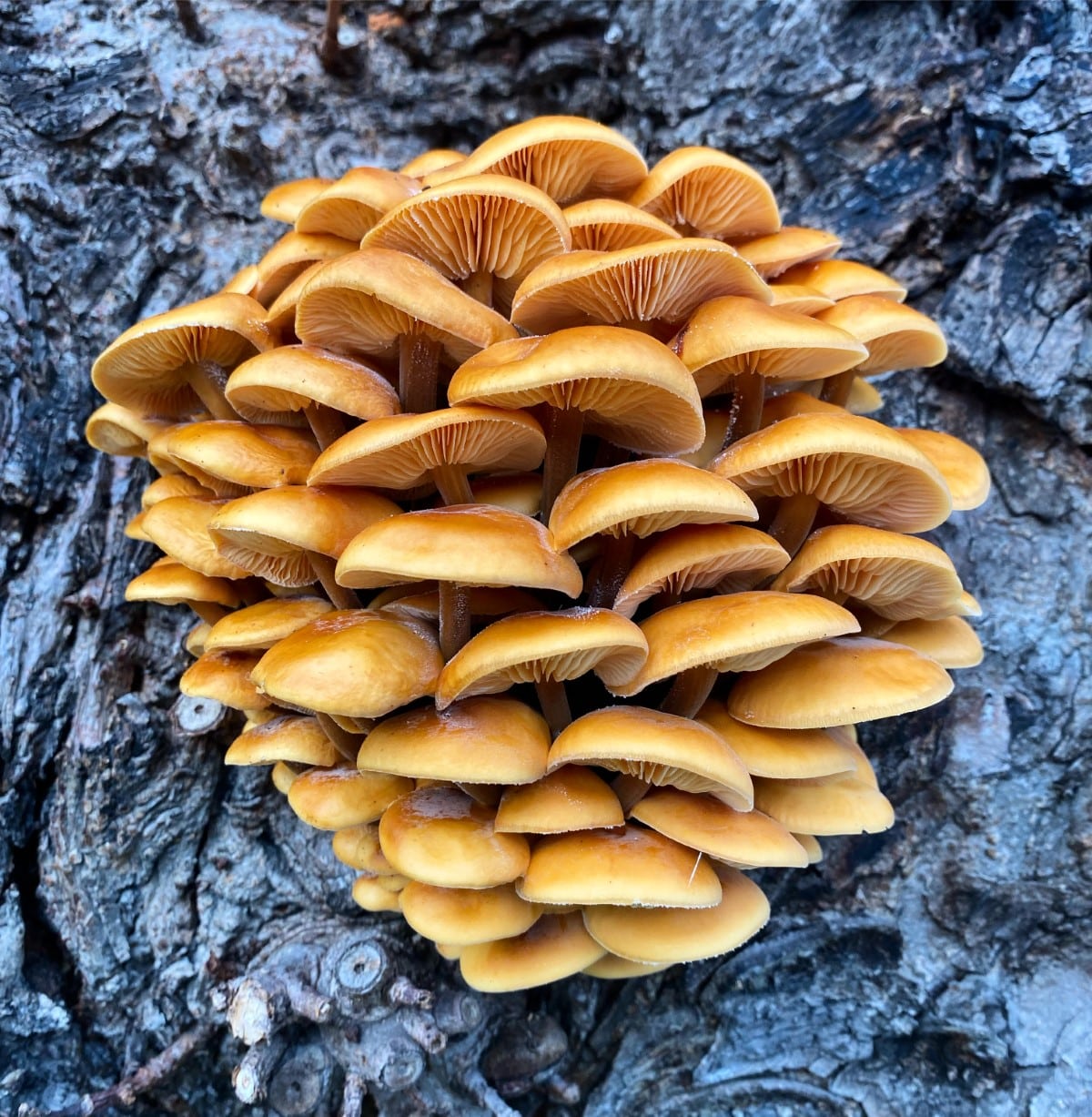 In the heart of Copenhagen, Denmark, a Flammulina sp. slowly begins to thaw after a crisp November night. 