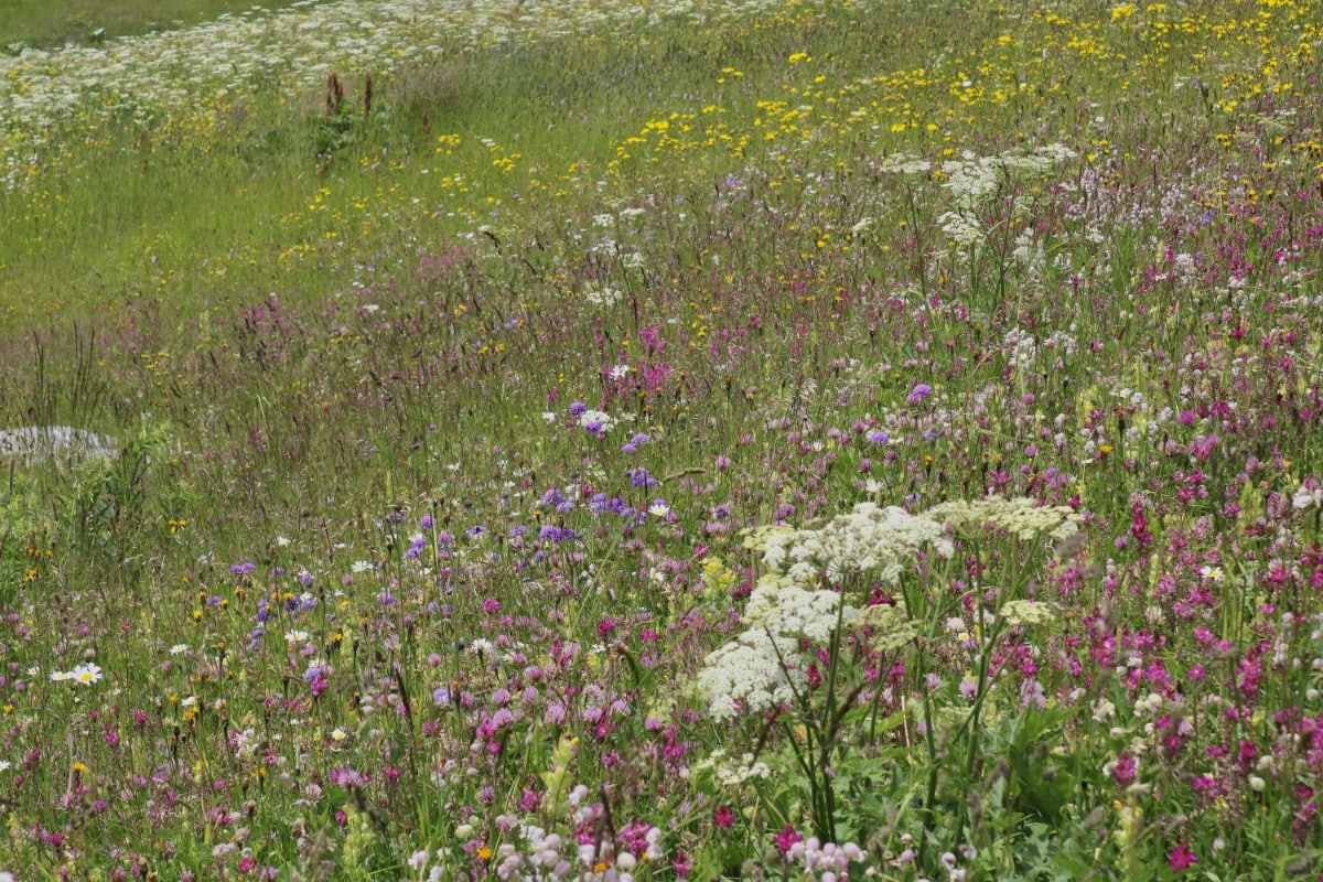 Biodiverse meadow in the UK