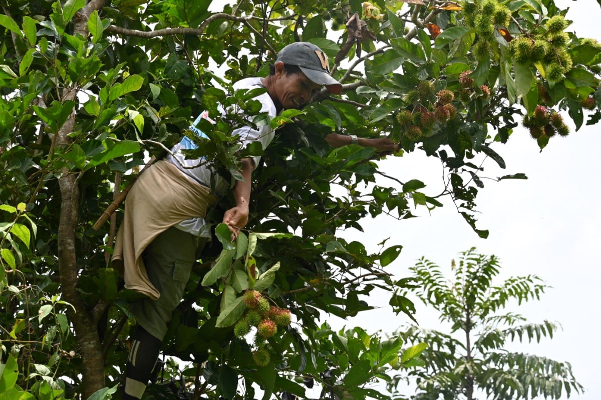 Impromptu harvest of some rambutan fruits in Sumatra