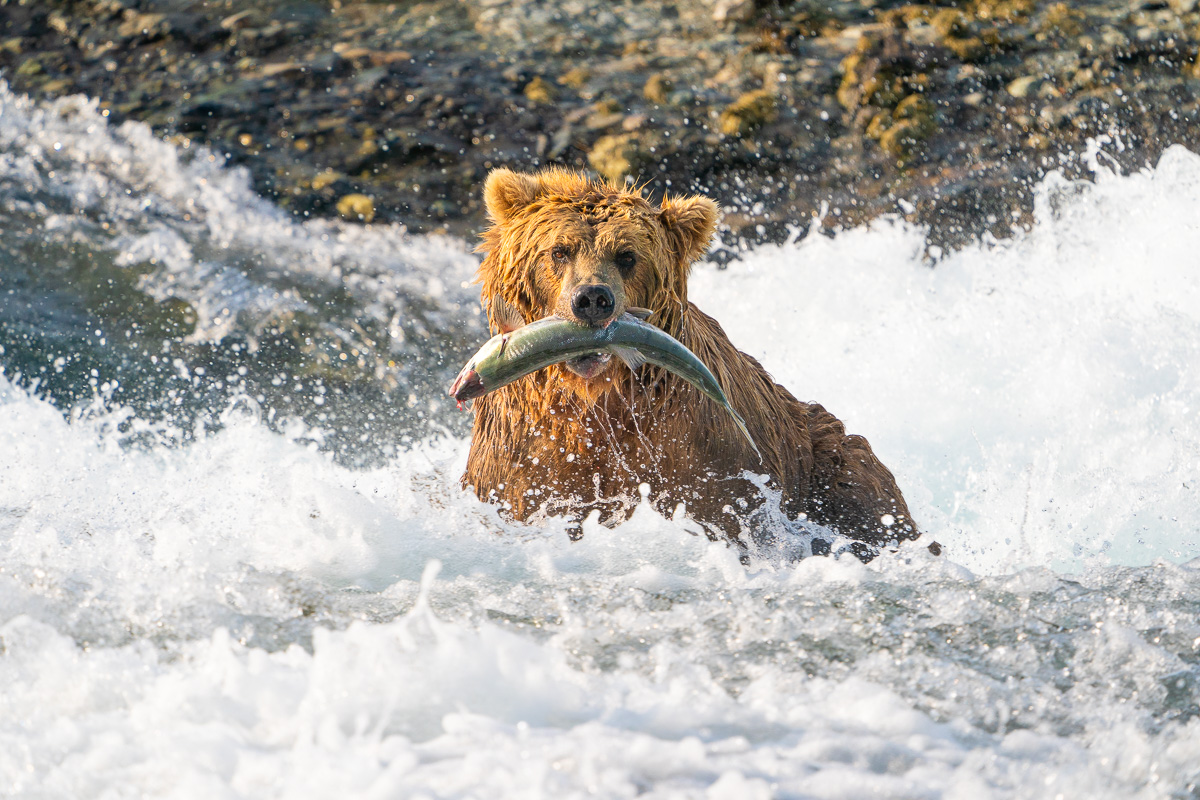 Brown Bear with Fish